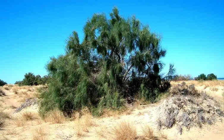 Саксауловый лес на дне Аральского моря